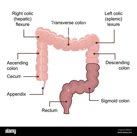 Small Intestine Diagram Anatomy