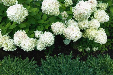 How to Grow and Care for Limelight Hydrangea