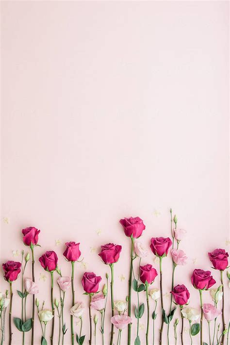 "Pink Roses On A Pink Background" by Stocksy Contributor "Ruth Black" | Flower backgrounds, Pink ...