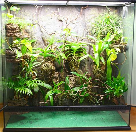 Reasons why real chams need real plants! - Chameleon Forums | Real ...