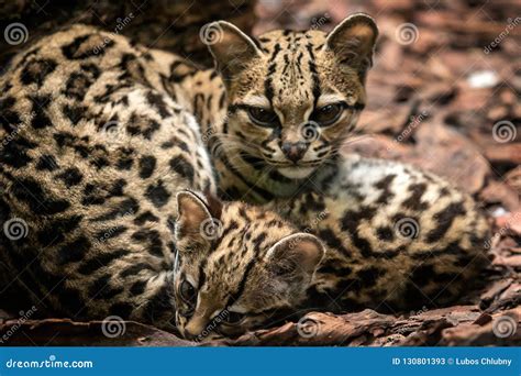 Margay, Leopardus Wiedii, Female With Baby. Stock Image | CartoonDealer ...