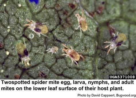 Twospotted Spider Mites on Landscape Plants | NC State Extension Publications