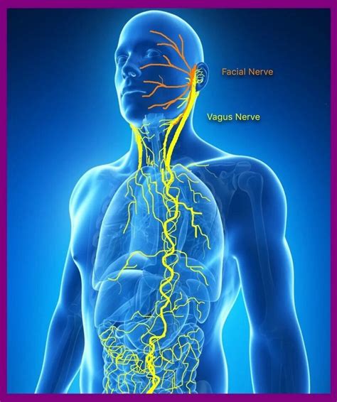 Activating the vagus nerve could lower your risk for Covid-19 and other inflammatory conditions ...