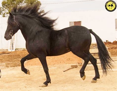 Purebred Barb horse, ancestor of all the baroque, Latin American breeds, Thoroughbred, Quarter ...