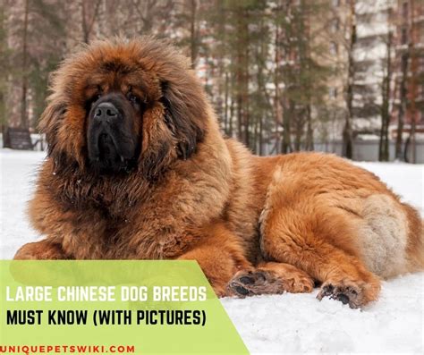 Rare Chinese Dog Breeds