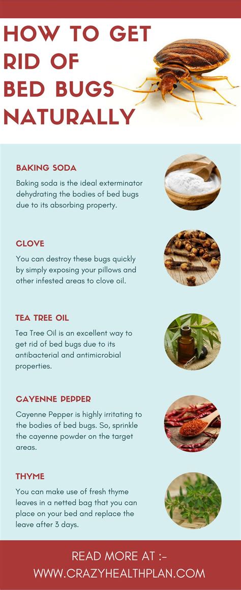 Pin by Sylvia J Christian on Natural Cures | Rid of bed bugs, Bed bugs, Kill bed bugs