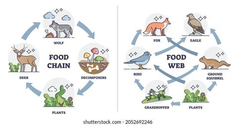 41 wolf food chain diagram - Wiring Diagrams Manual