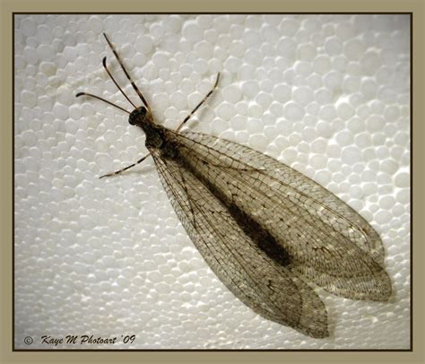 Kaye M Photoart: Insects with "intricate" wings