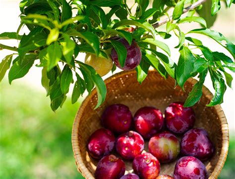 How to Grow the Japanese Plum Tree: A Guide