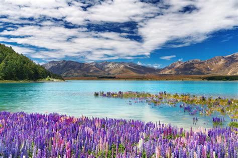 New Zealand Spring Wallpapers - Top Free New Zealand Spring Backgrounds ...