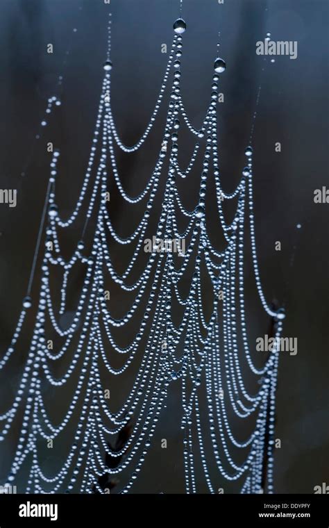 Spider web with dew drops Stock Photo - Alamy