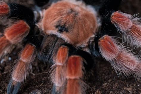 7 Fakta Tarantula, Laba-Laba Terbesar yang Ternyata Rapuh