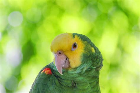 Les 10 principales espèces de perroquets d'Amazonie comme animaux de compagnie