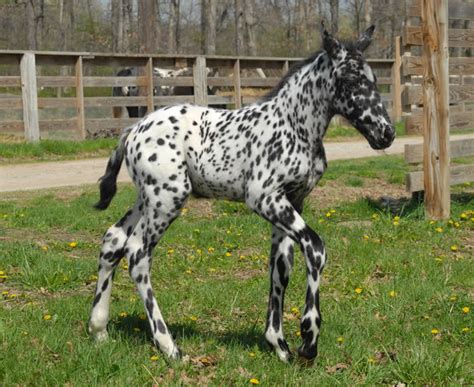 Appaloosa Horse Breed Information, History, Videos, Pictures