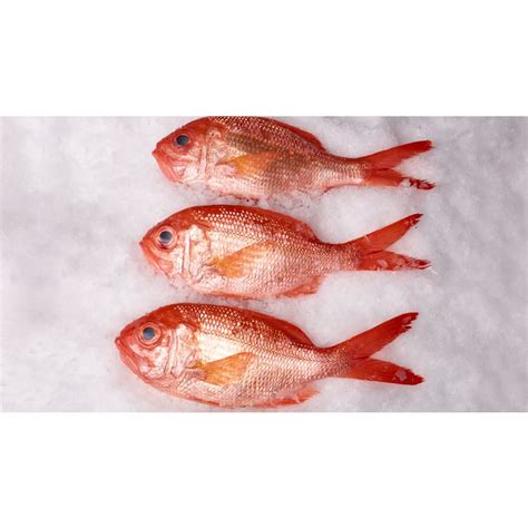 New Zealand Pacific Red Snapper, Whole | Citarella