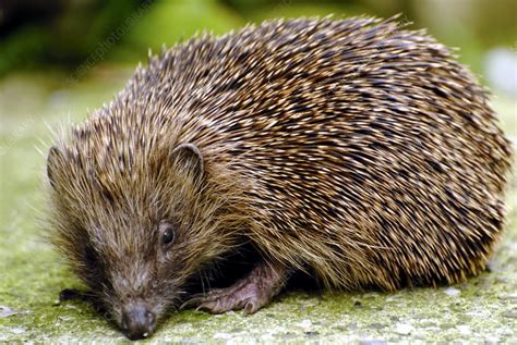 Hedgehog Erinaceus europaeus - Stock Image - C001/9243 - Science Photo Library