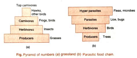 ECOLOGICAL PYRAMIDS