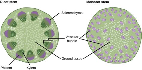 Stems | Boundless Biology