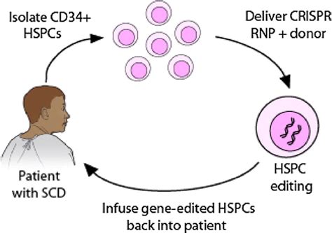 CRISPR/Cas9 gene editing for curing sickle cell disease. | Semantic Scholar