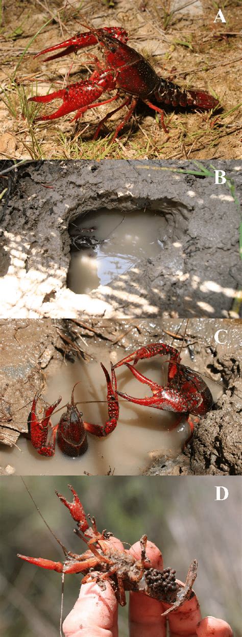 Procambarus clarkii: A-a large male, observed on 6 May 2008, night ...