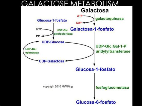 PPT - Disorders of Carbohydrate Metabolism GALACTOSEMIA PowerPoint ...