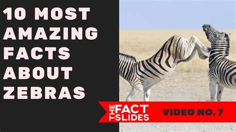 10 Most Amazing Facts About ZEBRAS - The Fact Slides - YouTube