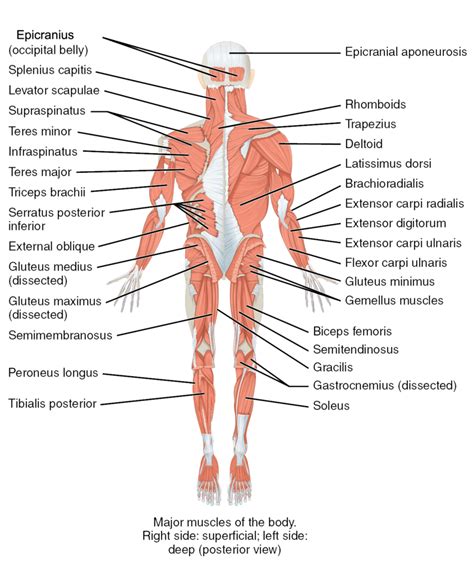 The muscles of the trunk | Human Anatomy and Physiology Lab (BSB 141)