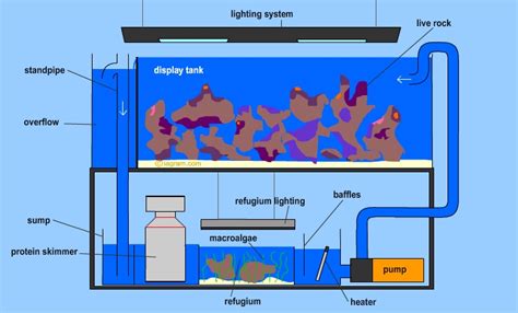 Diagram of a modern reef aquarium with sump and refuge | Reef Builders | The Reef and Saltwater ...