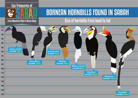 8 Species Of Hornbills You Can Spot In Sabah | Sabah, Black and white birds, Species