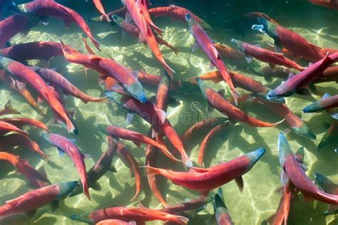 Spawning Kokanee Sockeye Salmon Stock Photo - Image of food, breeding ...