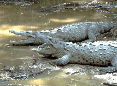 Ecology and Conservation of the American Crocodile (Crocodylus acutus) in Florida | The Croc Docs