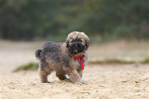 What Does A Bouvier Dog Look Like