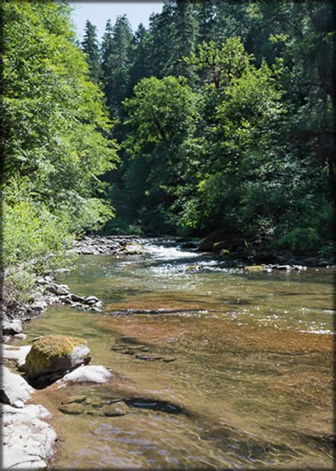 Umpqua National Forest - Cover Campground