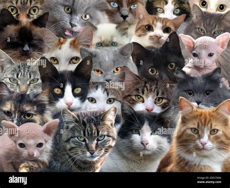 A lot of cats of different breeds Stock Photo - Alamy