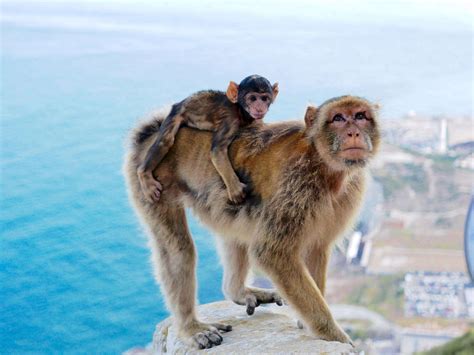 10 Reasons Why You Should Visit Gibraltar | Girl vs Globe