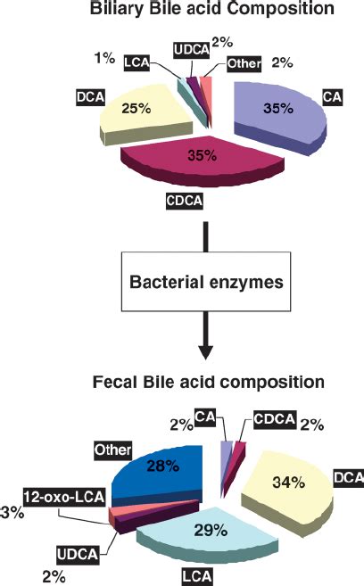 Composition of bile acids in the gallbladder and feces of healthy... | Download Scientific Diagram