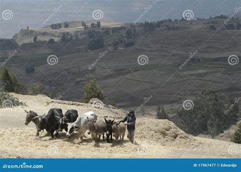 Ethiopian Farmer editorial photography. Image of rural - 17967477