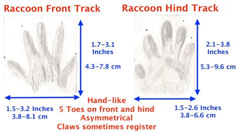 How To Identify Raccoon Tracks (Front, hind, common mistakes)