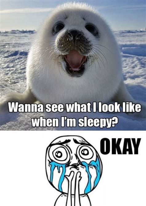 Baby seal part 1 Cute Animal Memes, Cute Funny Animals, Funny Cute ...