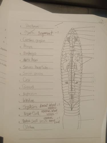 Worm dissection Flashcards | Quizlet