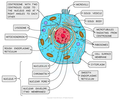 Animal Cell Png Ultrastructure Of A Eukaryotic Cell Ultrastructure | Porn Sex Picture