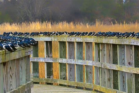 Indigo Bunting Migration Photograph by Patricia Black - Pixels