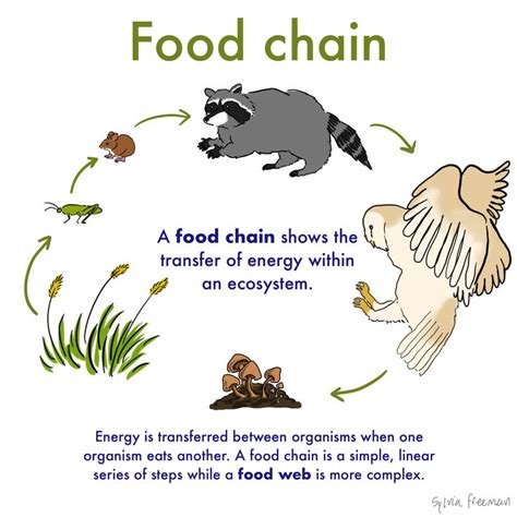 Food Chain — Definition & Examples - Expii | Food chain, Food chain diagram, Simple food chain