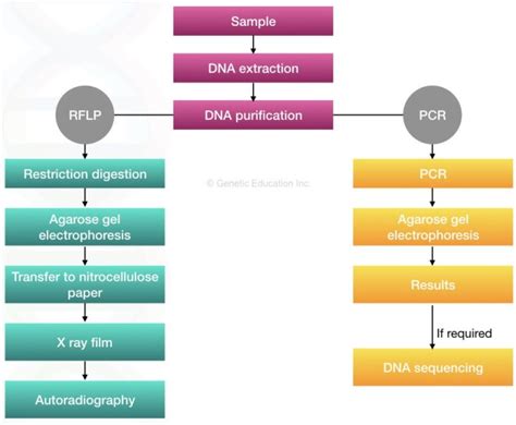 DNA fingerprinting | Genetic Education