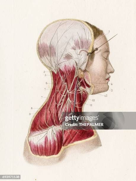 266 Plexus Anatomy Stock Photos, High-Res Pictures, and Images - Getty ...