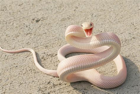 White Snakes, cute snakes HD wallpaper | Pxfuel