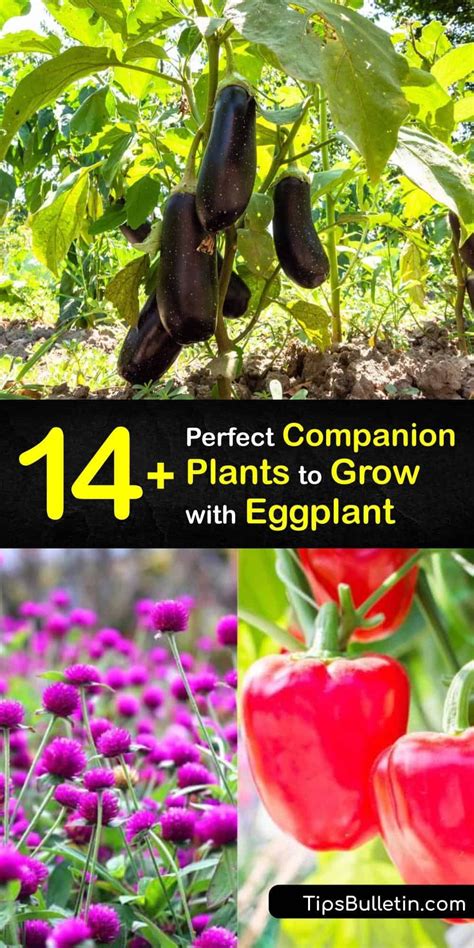 14+ Perfect Companion Plants to Grow with Eggplant | Eggplant companion plants, Growing eggplant ...