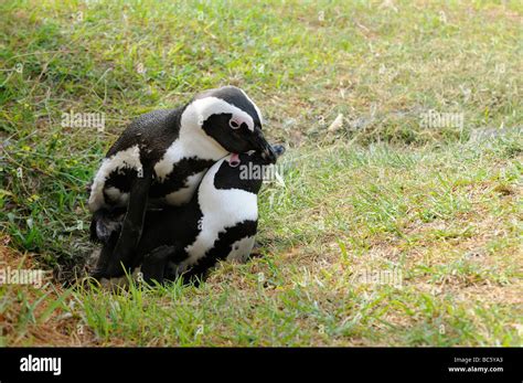 African Penguin Spheniscus demersus pair mating Simonstown South Africa ...