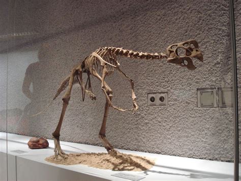 Squelette monté d'Oviraptor philoceratops, Staatliches Museum für Naturkunde, Stuttgart ...