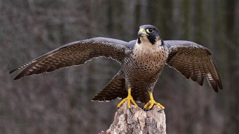 A photograph of the majestic Peregrine Falcon, the fastest bird in the ...